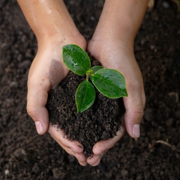 Premium Garden Soil For Plant
